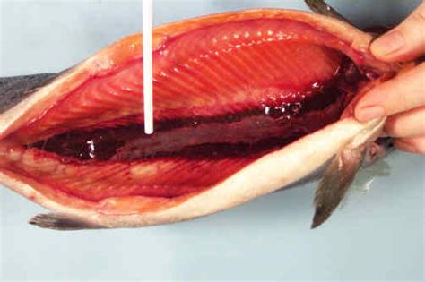 Salmon Dissection | Salmonids in the Classroom