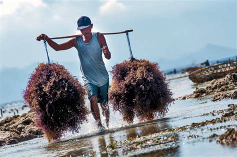 Seaweed Farm Indonesia Stock Photos Pictures And Royalty Free Images