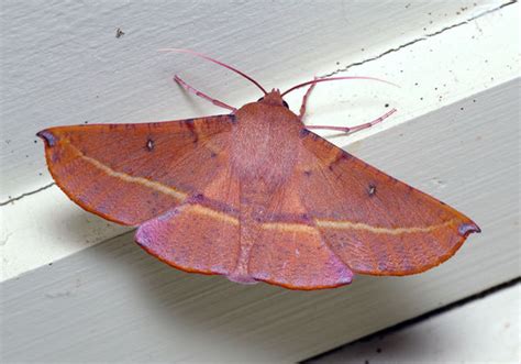 Males have bushier antennae than females, which allow them to sense fema. Pink Bellied Moth (Oenochroma vinaria)