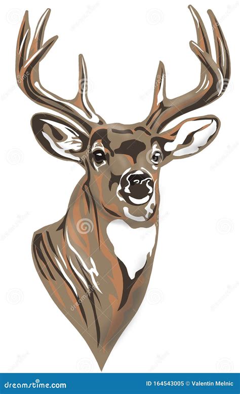 Whitetail Deer Head Cartoon Vector 43436427