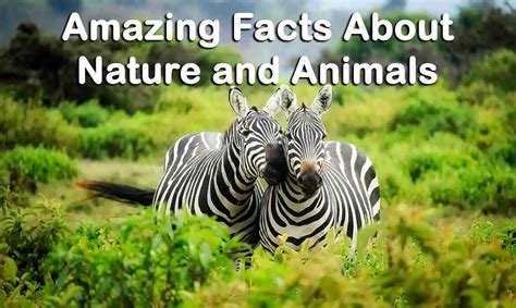Amazing Facts About Nature And Animals Topessaywriter
