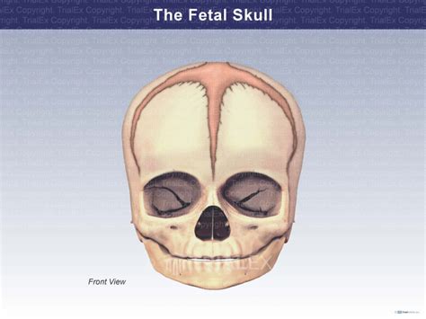 Front View Of The Fetal Skull Trial Exhibits Inc