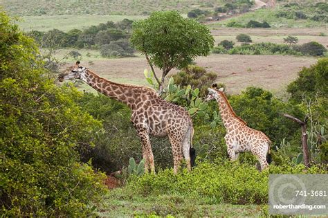 Giraffe Giraffa Camelopardalis Kariega Game Stock Photo