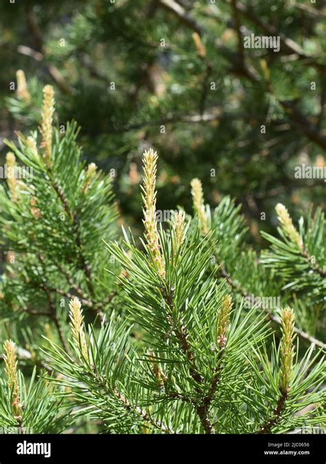 Closeup On Pine Branch With New Foliage Sprouting Stock Photo Alamy