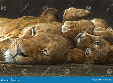 Mother And Baby Lion Royalty Free Stock Photos Image 22242508