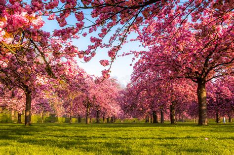 Vibrant Cherry Tree Field In Spring Sunrise Stock Image Image Of