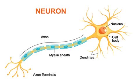 Neuron Anatomy Diagram