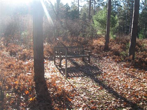 A Bench In The Woods A Place To Relax And Ponder