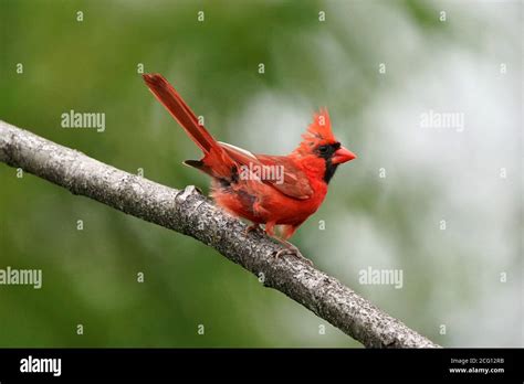 Northern Cardinal Male Stock Photo Alamy