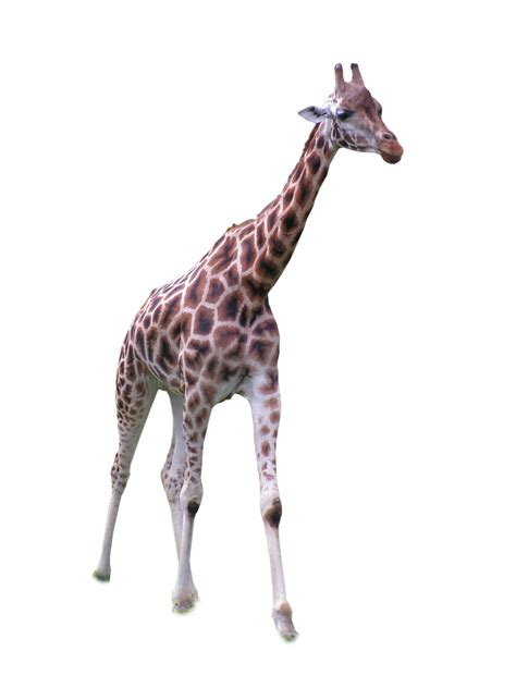Giraffe Png Images