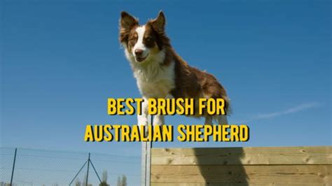 Best Brush For Australian Shepherd 10 Best Grooming Brushes For Aussie