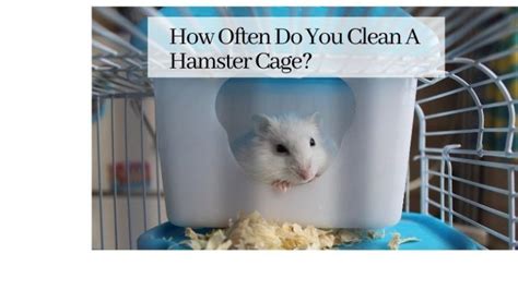 How Often Do You Clean A Hamster Cage 5 Quick Steps