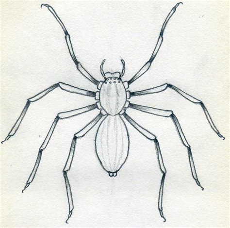 How To Draw Spider Simple Tutorial