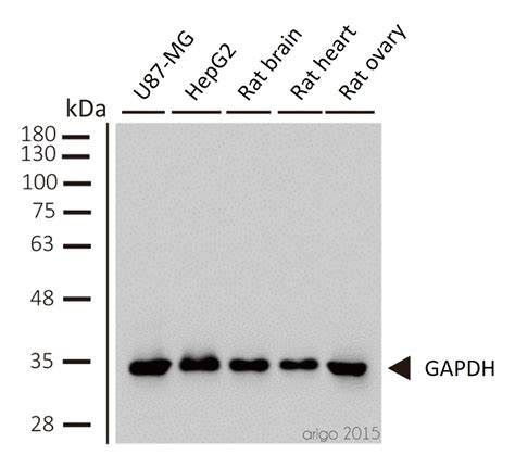 Anti Gapdh Antibody 6c5 Arg10112 Arigo Biolaboratories
