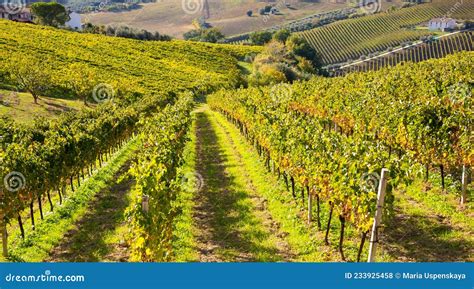 Colorful Vineyard In Fall Autumn Nature Landscape Stock Photo Image