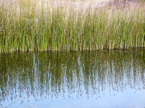 Reeds 919 Free Stock Photo Public Domain Pictures