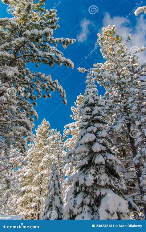 Snow Covered Trees Stock Image Image Of Frozen Pine 248232181