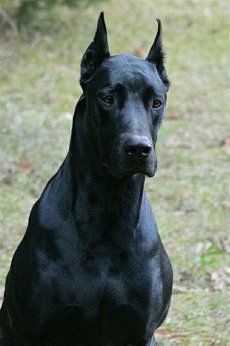Pictures of english bulldog doberman mix and many more. The Doberdane. A Doberman Great Dane mix. | Cute dogs ...