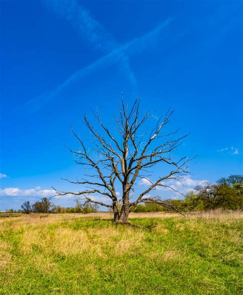 Lifeless Tree In The Salt Desert In Retro Style Stock Photo Image Of