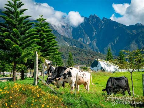 See more ideas about kundasang, sabah, farm. 6 Aktiviti Menarik Pengunjung Boleh Buat Di New Zealand ...