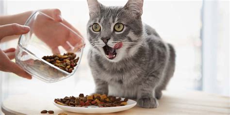 As cats age, they can encounter not only different health issues but also different nutritional needs. Best Cat Food for Older Cats in 2021 - Top 10 Healthy Food ...