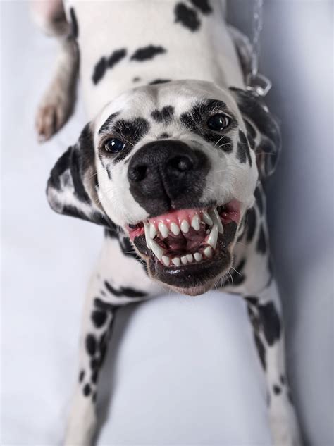 The Dalmatian Smile