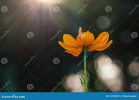Yellow Flower With Sun Rays Stock Image Image Of Macrophotography