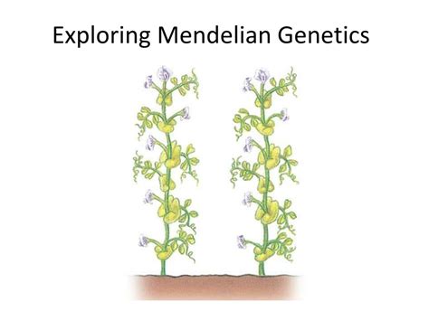 PPT Exploring Mendelian Genetics PowerPoint Presentation Free