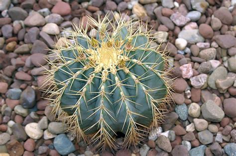 Es asombroso ver como actúa la naturaleza, cada vez que observo mis flores o plantas es de alguna manera una lección que la vida me regala, observando este cactus me preguntaba ¿hasta dónde puede crecer?, ¿de que depende?, veo sus. Ferocactus: características y principales especies | Ciber ...