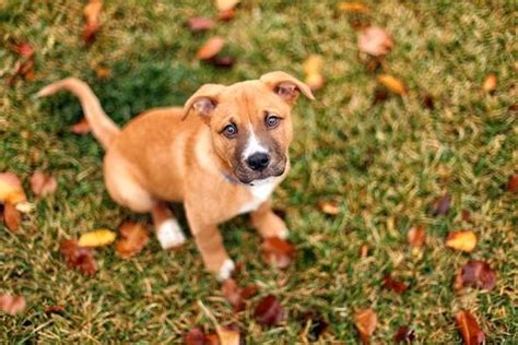 Questa settimana è saltata alle cronache la notizia di un maxi sequestro di cuccioli da parte della guardia di finanza. adozione cani di razza - Cura Cani