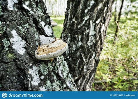 Tinder Fungus Growing On A Birch Stock Image Image Of Mutable