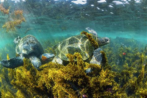 Green Turtle Feeding In Algae Rich Shallows Galapagos Photograph By