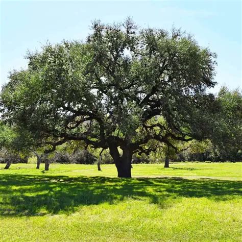 16 Types Of Oak Trees In Texas White And Red Varieties