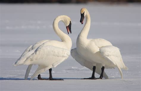 In 2009 when i made the decision to restart my musical group One Thousand Days in Nature: Trumpeter Swans of February