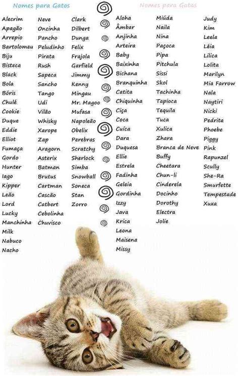 We have a wide variety of cat names specially selected for your cute kitten or handsome tom cat. Nomes para Gatos | Nomes de gatos, Gatos, Nomes para hamster