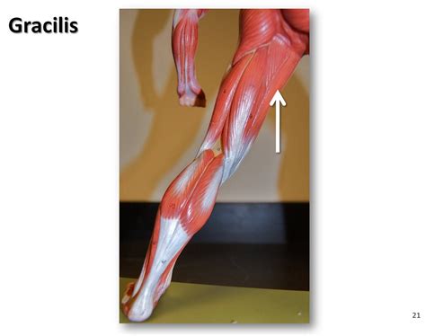 Gracilis Muscles Of The Lower Extremity Anatomy Visual Atlas Page 21