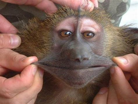 Funny Animal Faces New Picturesimages Funny Animals