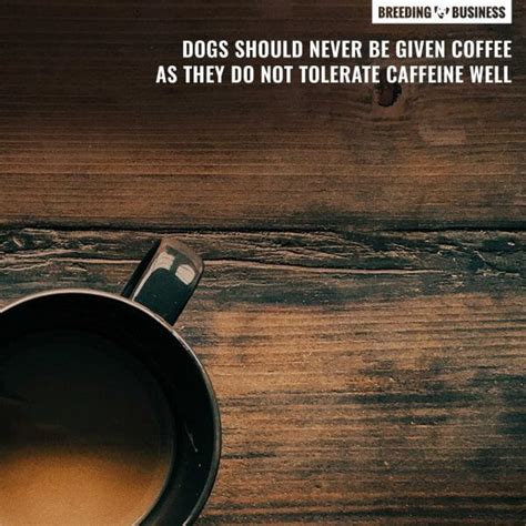 Coffee For Dogs Safety Risks Alternatives And Lethal Dose