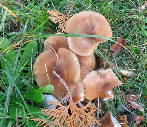 Growing Greener In The Pacific Northwest Mushrooms