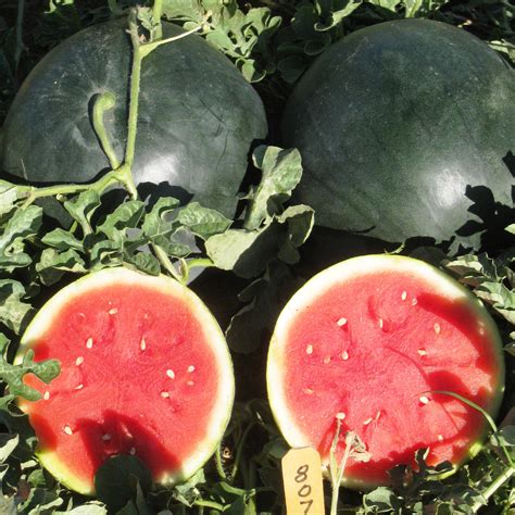 Hybrid Watermelon Triploid Seedless Unigenseedsitaly En