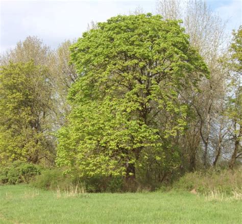 12 Common Types Of Maple Trees In Canada Progardentips