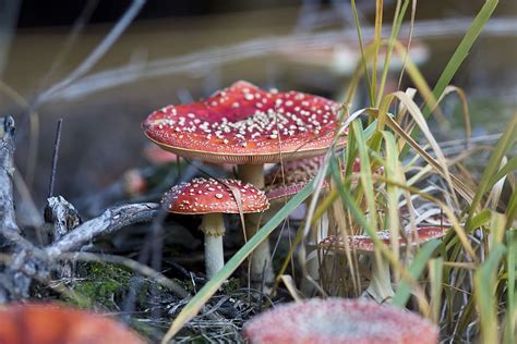 Hd Wallpaper Fungus Toadstool Red Nature Forest Toxic Mushrooms