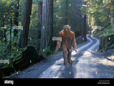 A Sasquatch Also Known As Bigfoot Moves Quietly Along A Forest Road