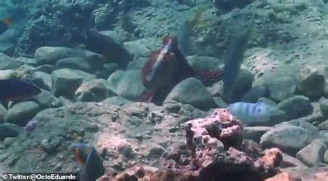 Octopuses Filmed Randomly Punching Fish Out Of Spite While Hunting