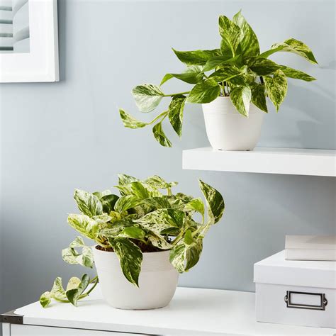The most important tool you'll need in order to kill ivy is a sharp pair of clippers or loppers, depending upon the thickness of the vines. Devil's Ivy (Marble Queen Pothos) | Plants.com