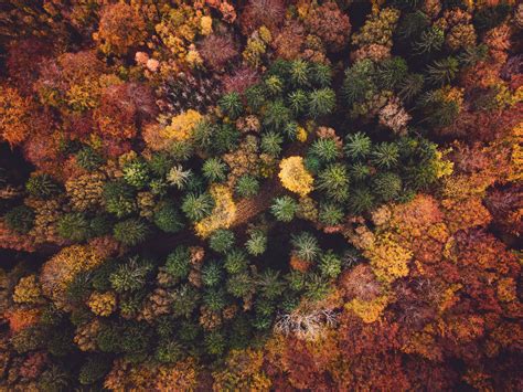 Download Mobile Wallpaper View From Above Forest Trees Autumn