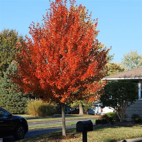 October Glory Red Maple New Blooms Nursery Reviews On Judgeme
