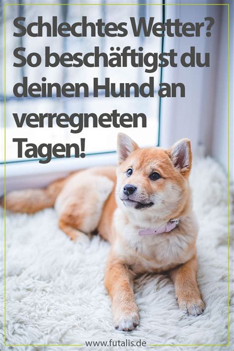 Mit jga spielen geld verdienen. Hundespiele für zu Hause: Hunde beschäftigen » futalis.de ...