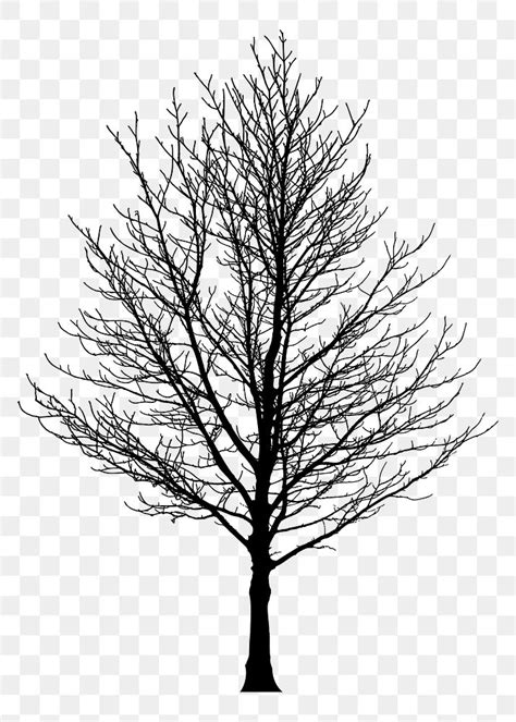 Leafless Tree Png Sticker Transparent Free Png Rawpixel