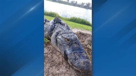 It located in 3243 sw port st. Nearly 9-foot gator caught after it attacked a Port St ...